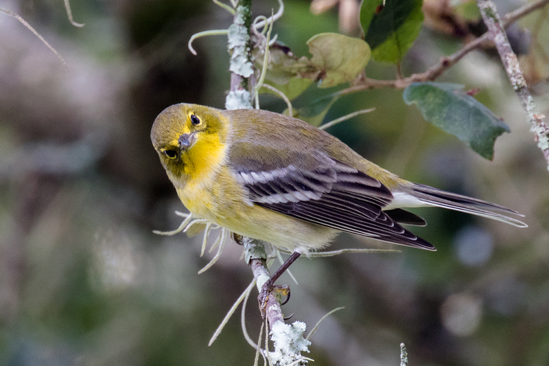 pine-warbler_9820-64(1).jpg
