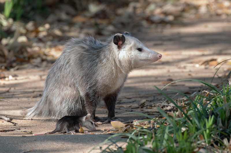 possum_1174-64(1).jpg