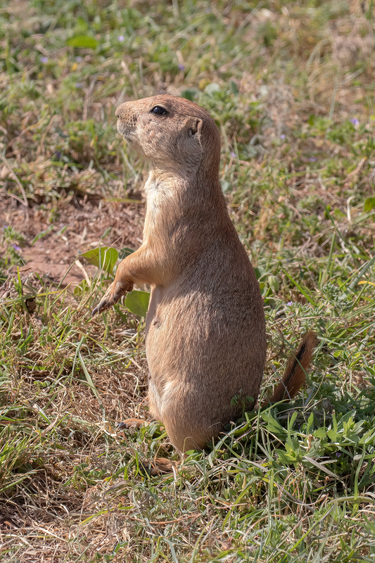prairie-dog_3014-46.jpg