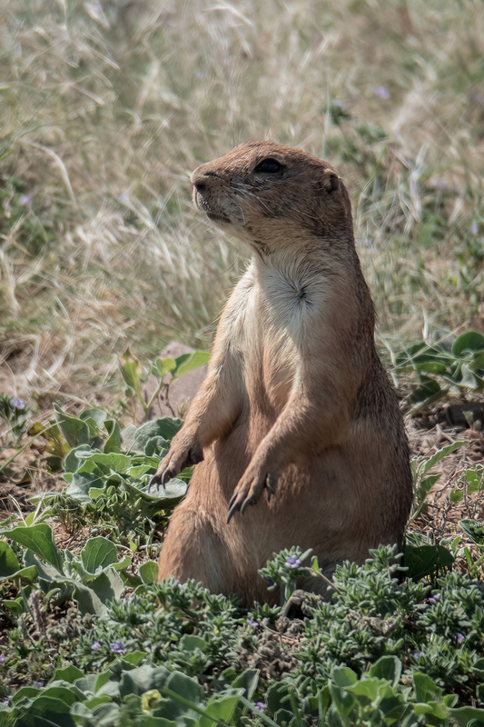prairie-dog_6588-46.jpg