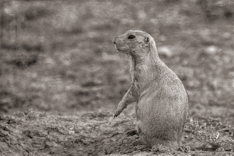 prarie-dog_4119-64(1).jpg