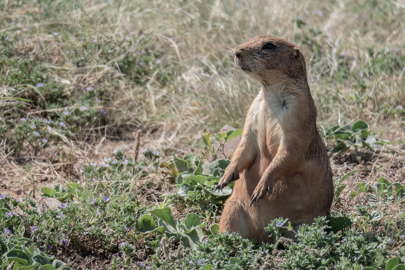 prarie-dog_6588-64(1).jpg
