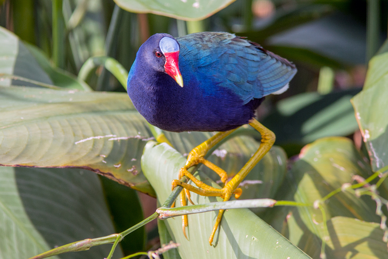 purple-gallinule_9669-64(1).jpg