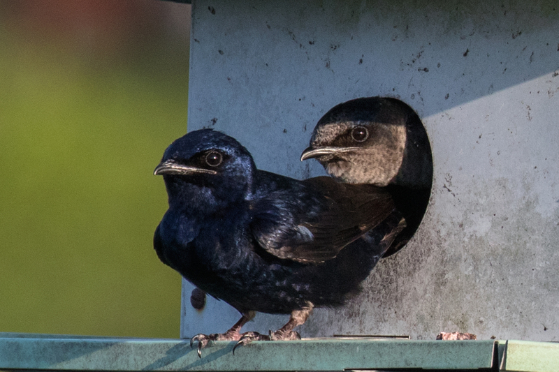 purple-martin_6496-64(1).jpg