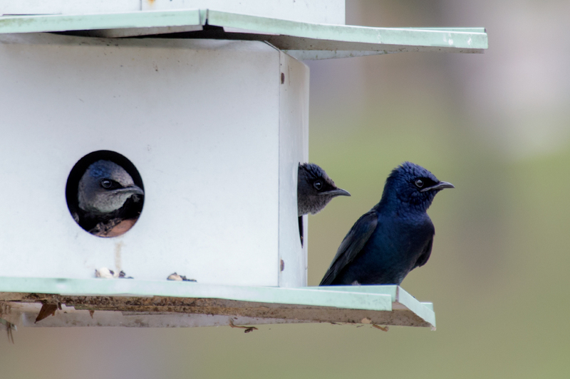 purple-martin_8704-64(1).jpg