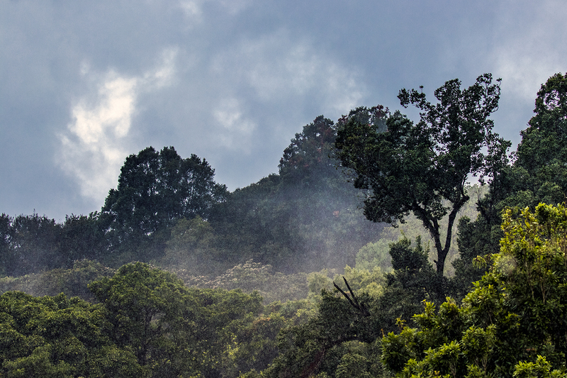 rain-forest_6793-64.jpg