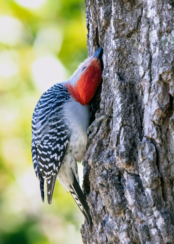 red-bellied-woodpecker_6194-57.jpg