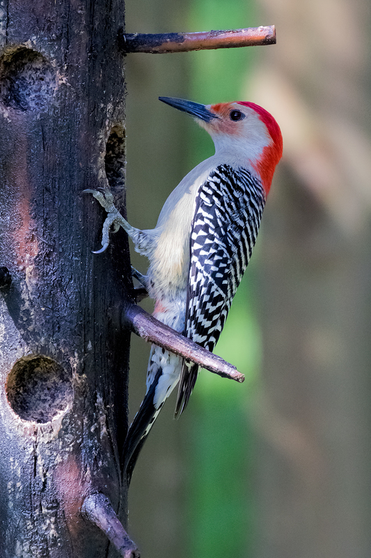 red-bellied-woodpecker_6413-46(1).jpg