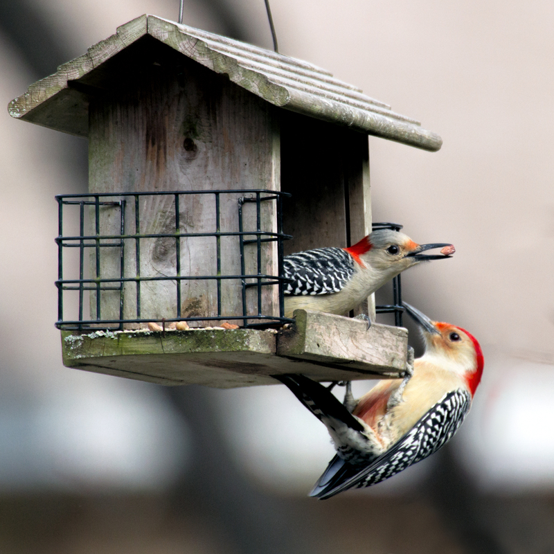 red-bellied-woodpeckers_3207-66.jpg