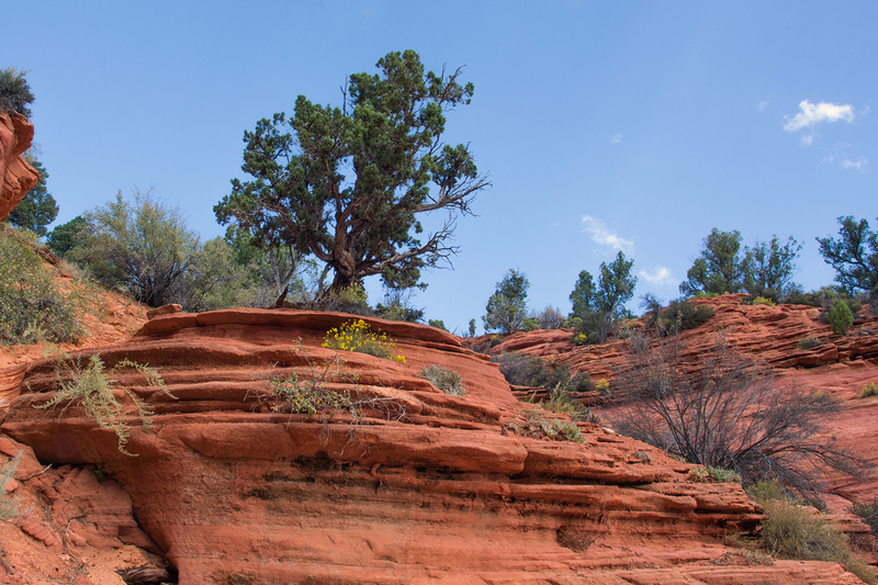 red-rock-tree_6921-64.jpg