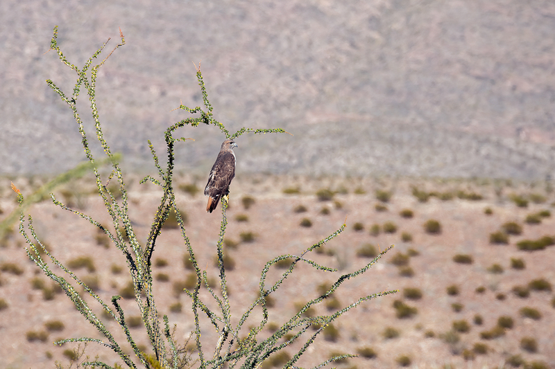 red-tailed-hawk_4367-64_1.jpg