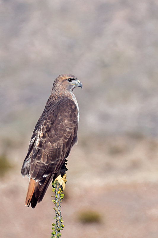 red-tailed-hawk_4367a-46.jpg