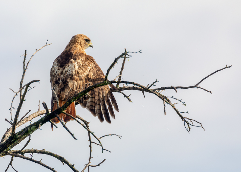 red-tailed-hawk_6410-75.jpg