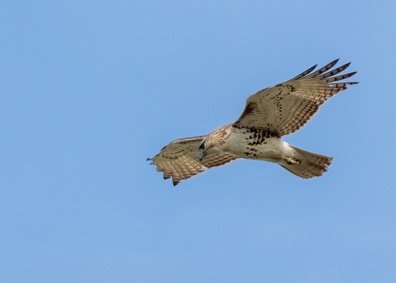 red-tailed-hawk_6667-75.jpg