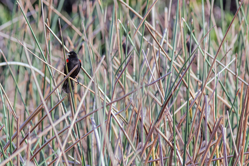red-winged-blackbird_0072-64(1).jpg