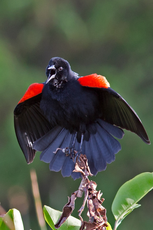 red-winged-blackbird_0082-46(1).jpg