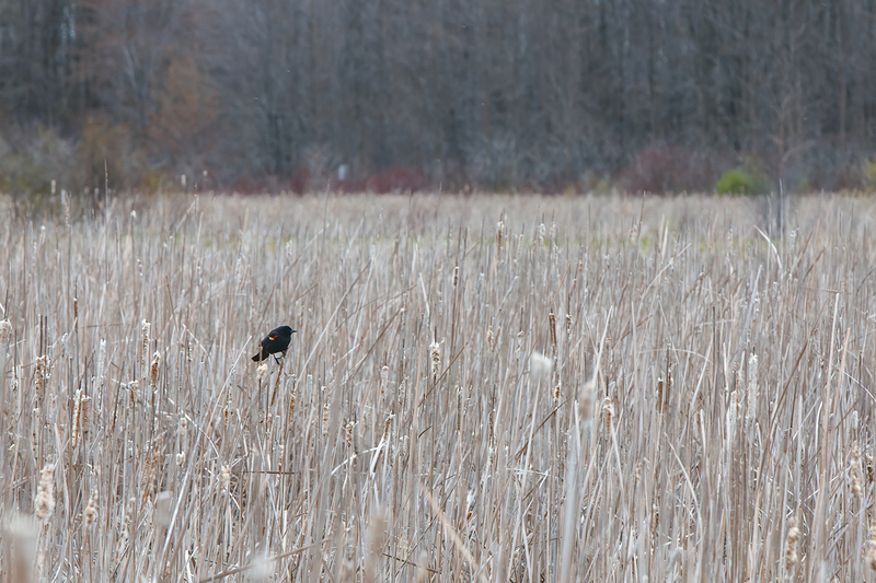 red-winged-blackbird_3162-64.jpg