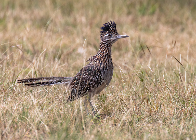 roadrunner_8601-75.jpg