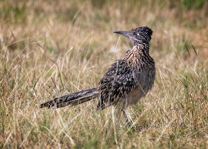 roadrunner_8603-75.jpg