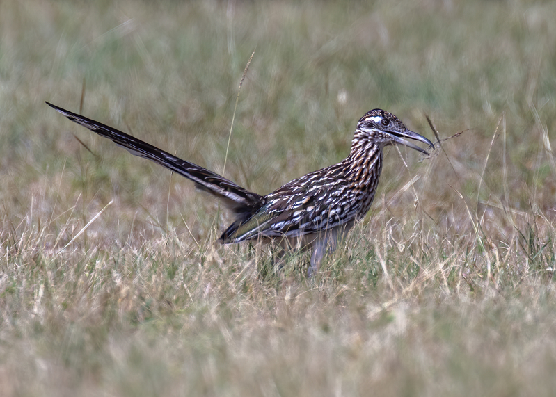 roadrunner_8666-75.jpg