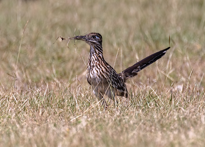 roadrunner_8676-75(1).jpg
