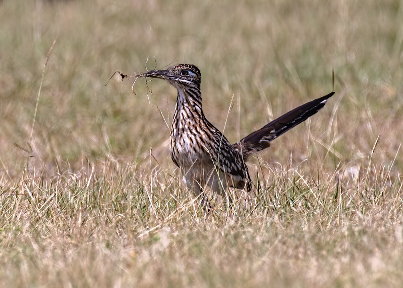roadrunner_8676-75.jpg
