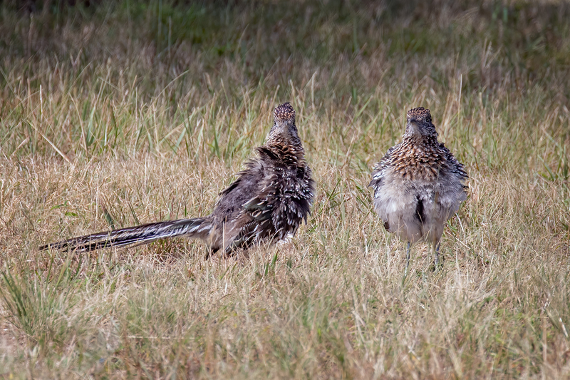 roadrunners_8590-64.jpg