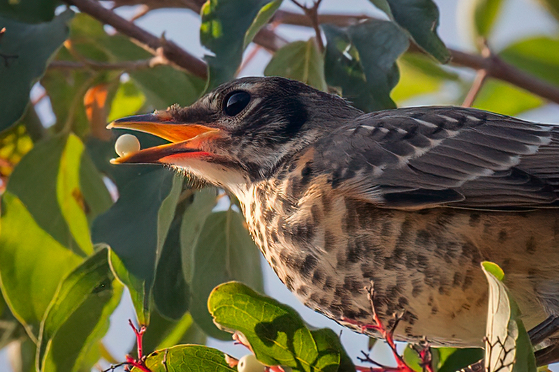 robin-berry-cu_3704-64(1).jpg