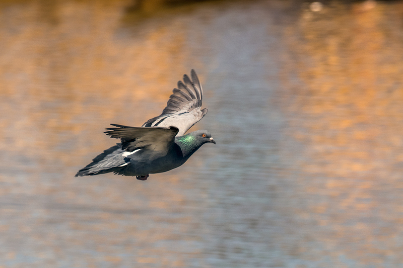 rock-pigeon_6526-64.jpg