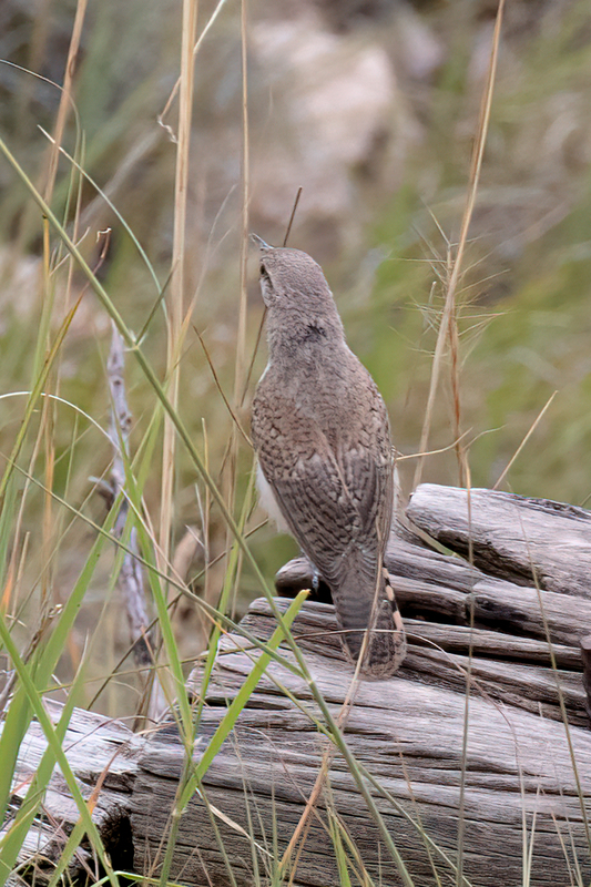 rock-wren_3102-46(1).jpg