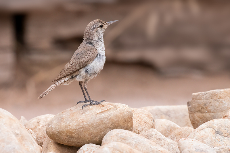 rock-wren_3113-64(1).jpg