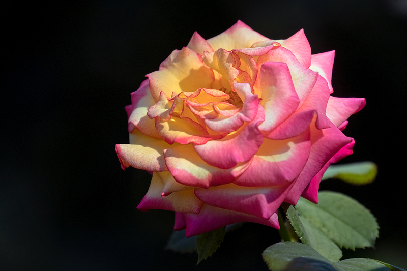 rose_9615-64(1).jpg