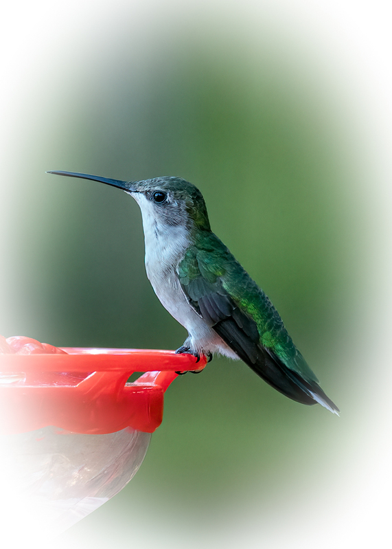 ruby-throated-hummer_0005w-57.jpg