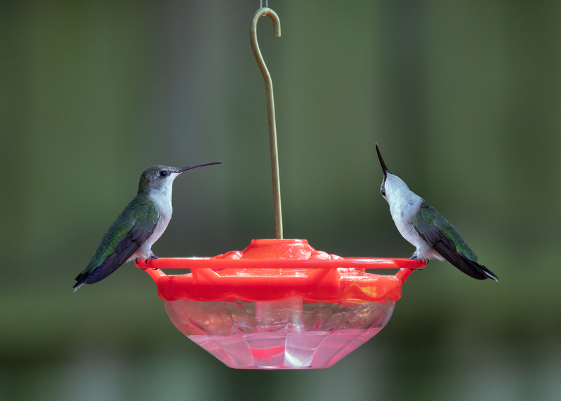 ruby-throated-hummers_0010-57.jpg
