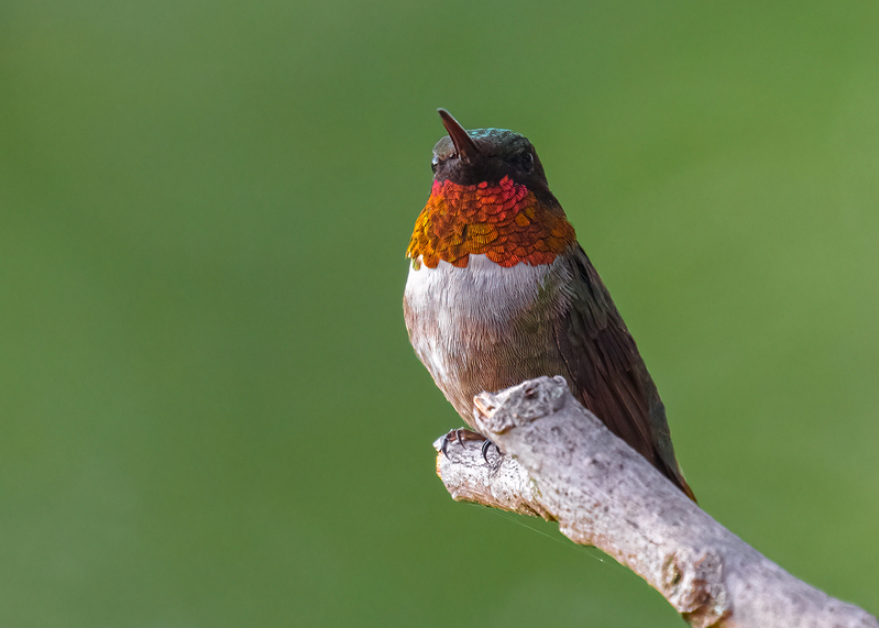 ruby-throated-hummingbird_2277-75.jpg