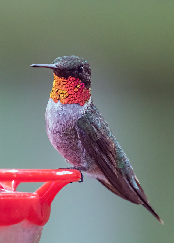ruby-throated-hummingbird_2429-57.jpg