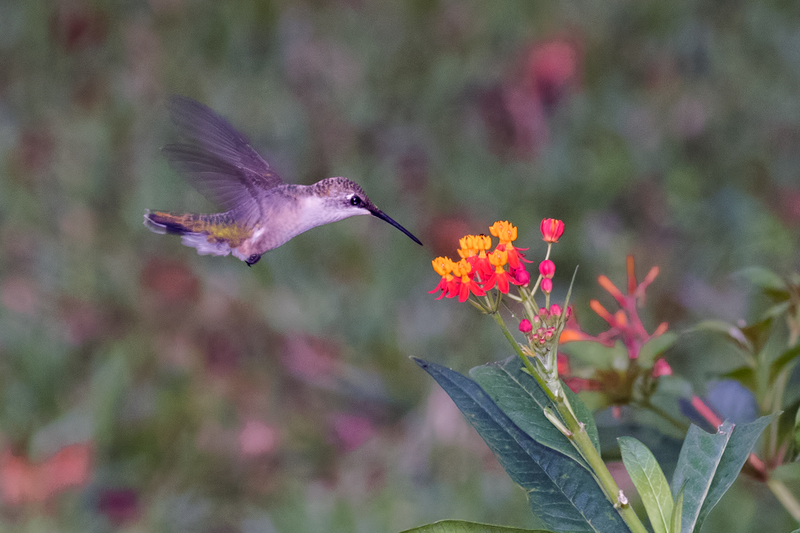 ruby-throated-hummingbird_7416-64(1).jpg