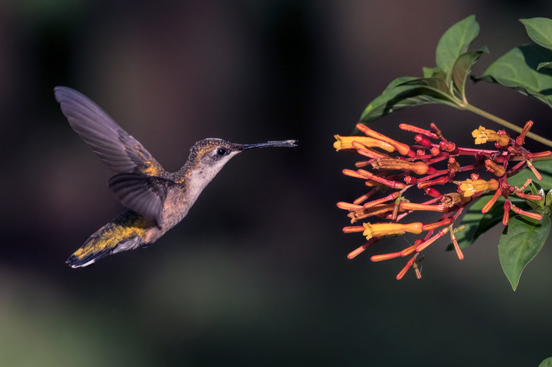 ruby-throated-hummingbird_8582-64(1).jpg