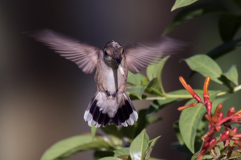 ruby-throated-hummingbird_8598-64.jpg