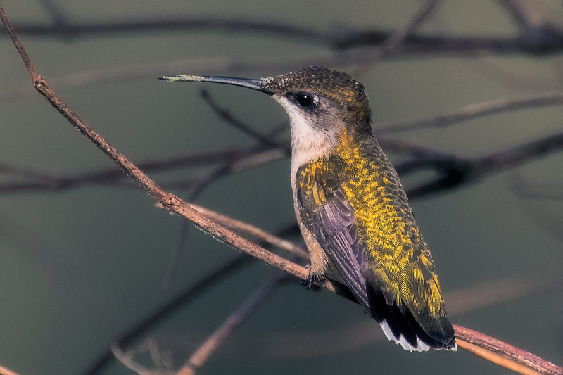 ruby-throated-hummingbird_9122a-64.jpg