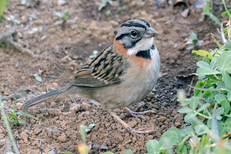 rufous-collared-sparrow_6612-64.jpg