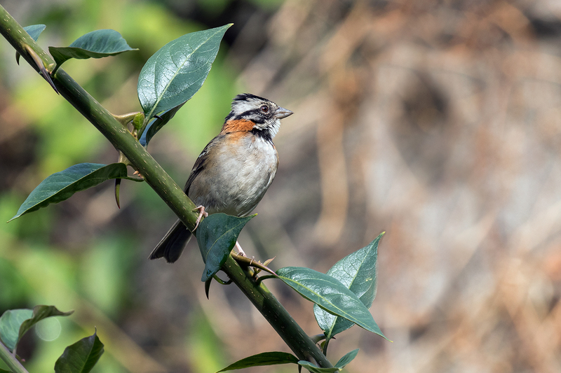 rufous-collared-sparrow_6915-64.jpg