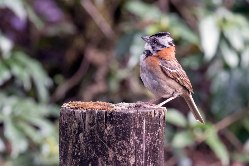 rufous-collared-sparrow_6935-64(1).jpg