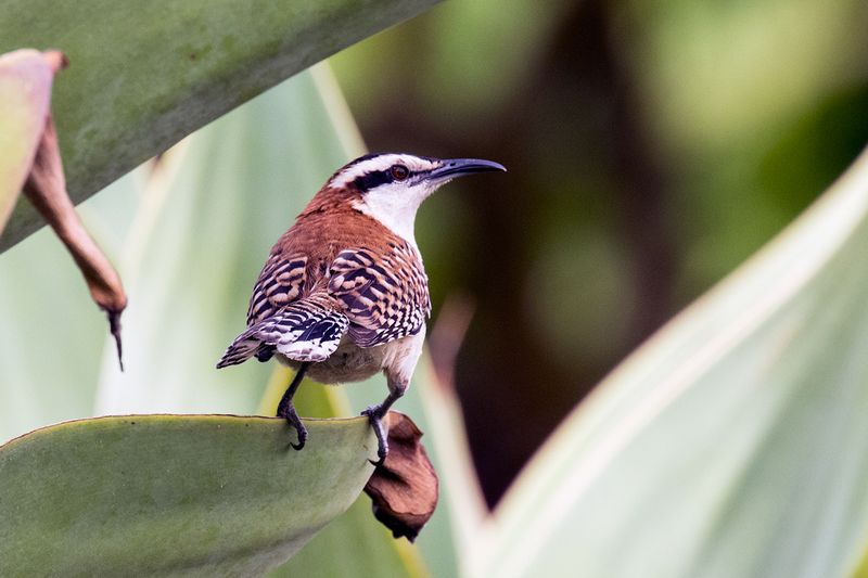 rufous-naped-wren_7221-64.jpg