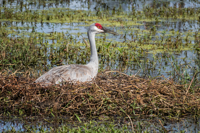 sandhill-crane-nest_5535-64(1).jpg
