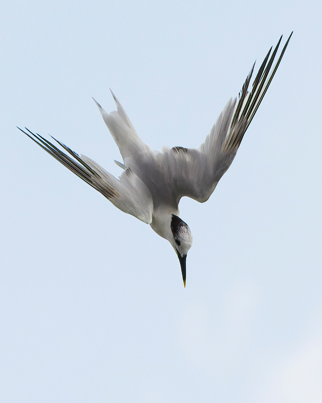 sandwich-tern_0391smeets(1).jpg
