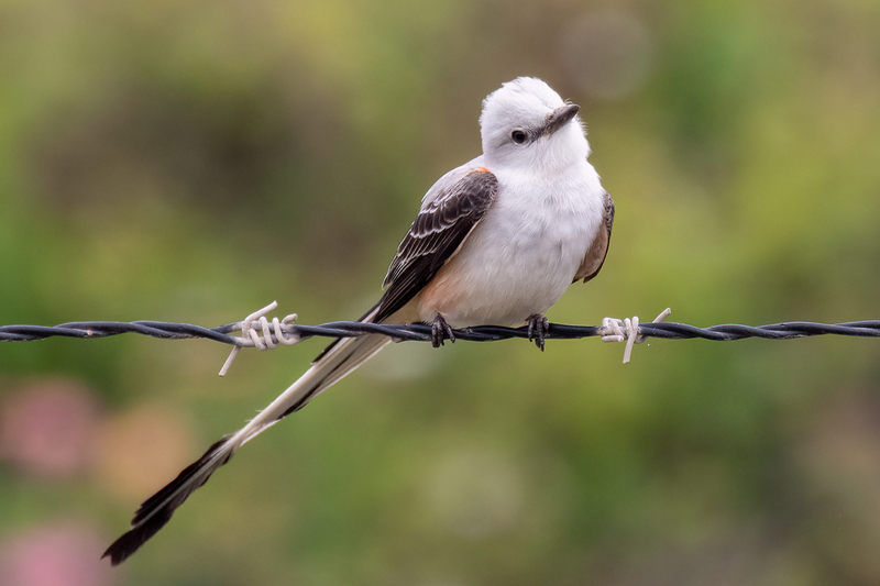 scissor-tailed-flycatcher_1684a-64(2).jpg