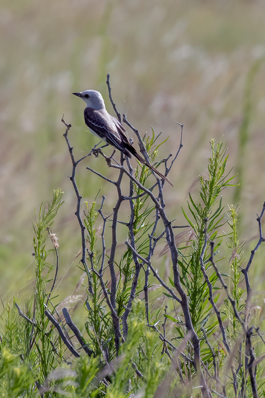 scissor-tailed-flycatcher_3061-46.jpg
