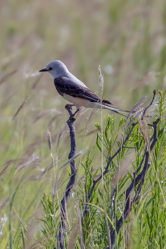 scissor-tailed-flycatcher_3061a-46.jpg