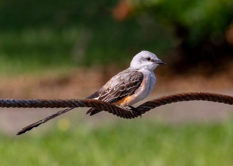 scissor-tailed-flycatcher_6423-75.jpg
